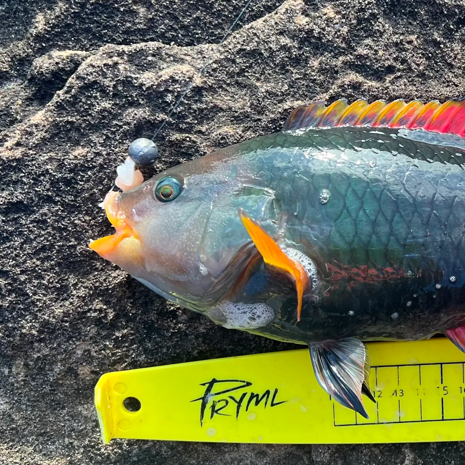 The most recent Crimsonband wrasse catches on Fishbrain