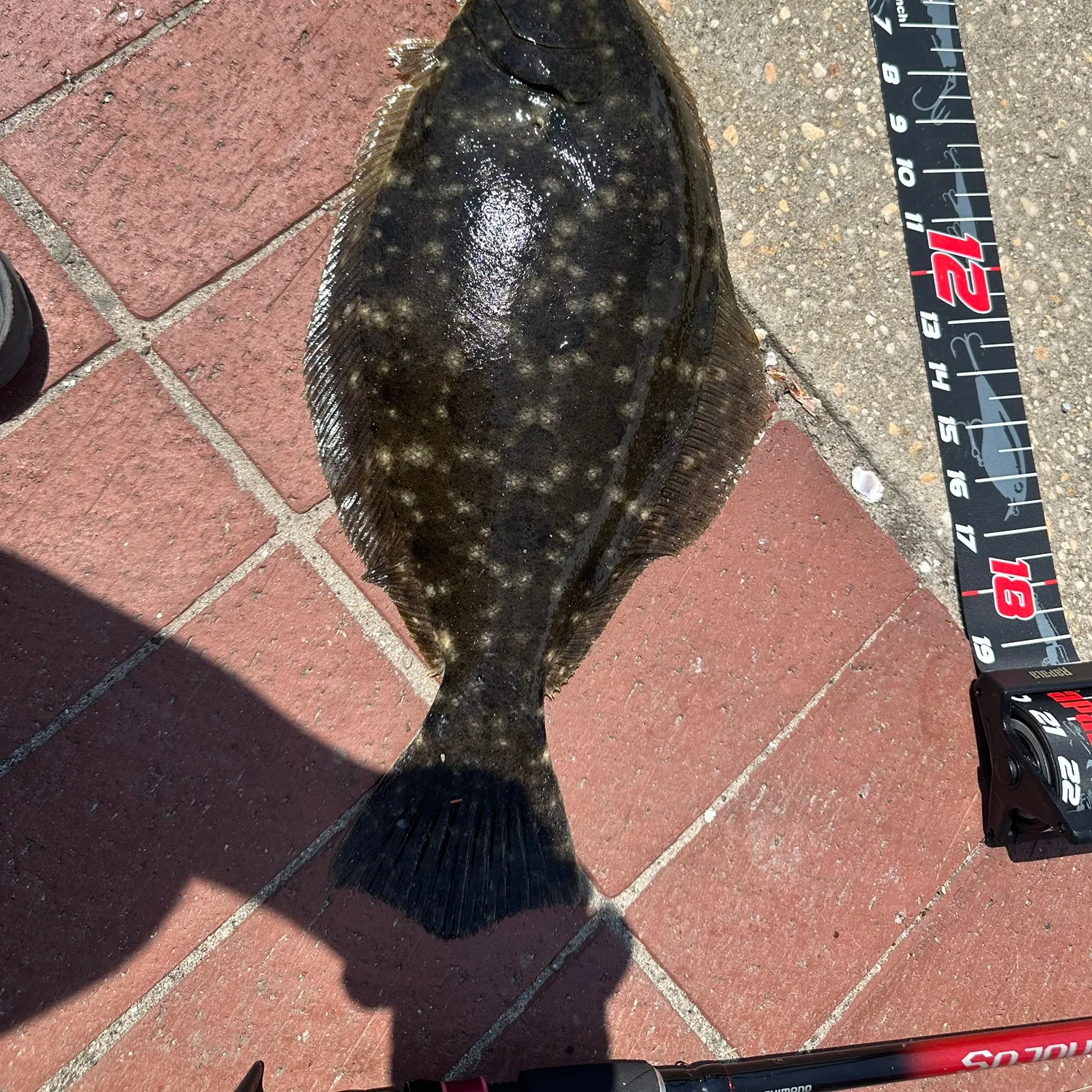 Summer flounder caught on Fishbrain
