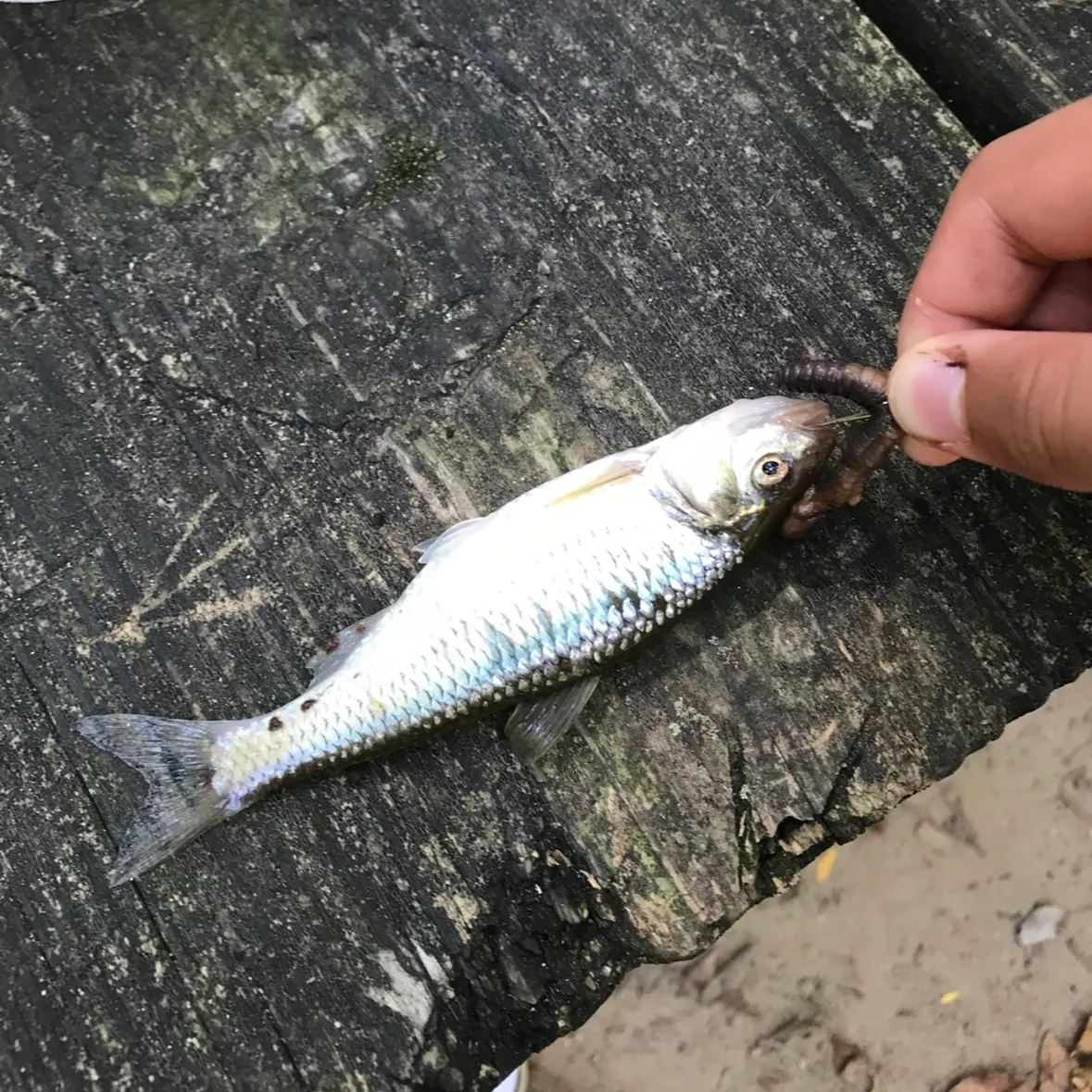 Striped shiner caught on Fishbrain