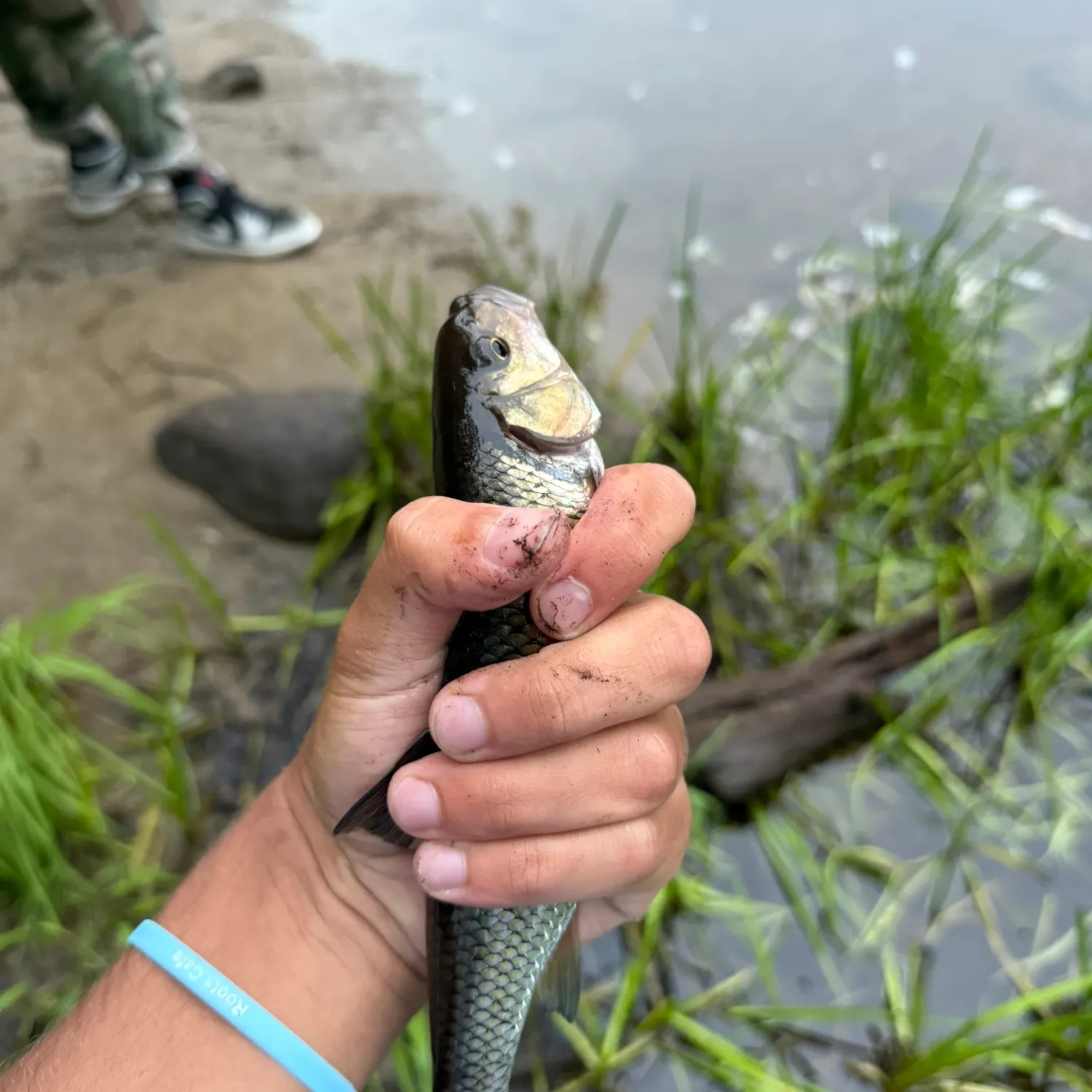 The most recent Fallfish catches on Fishbrain
