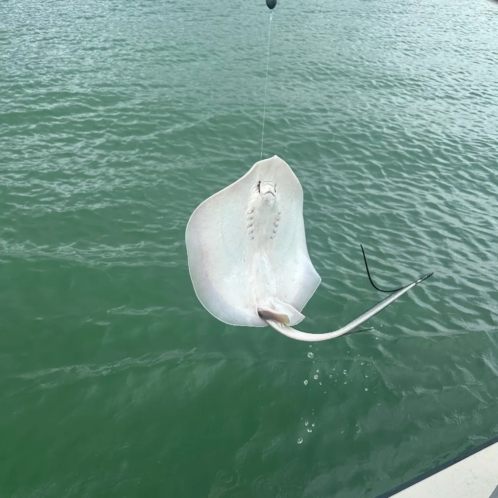 The most recent Atlantic stingray catches on Fishbrain