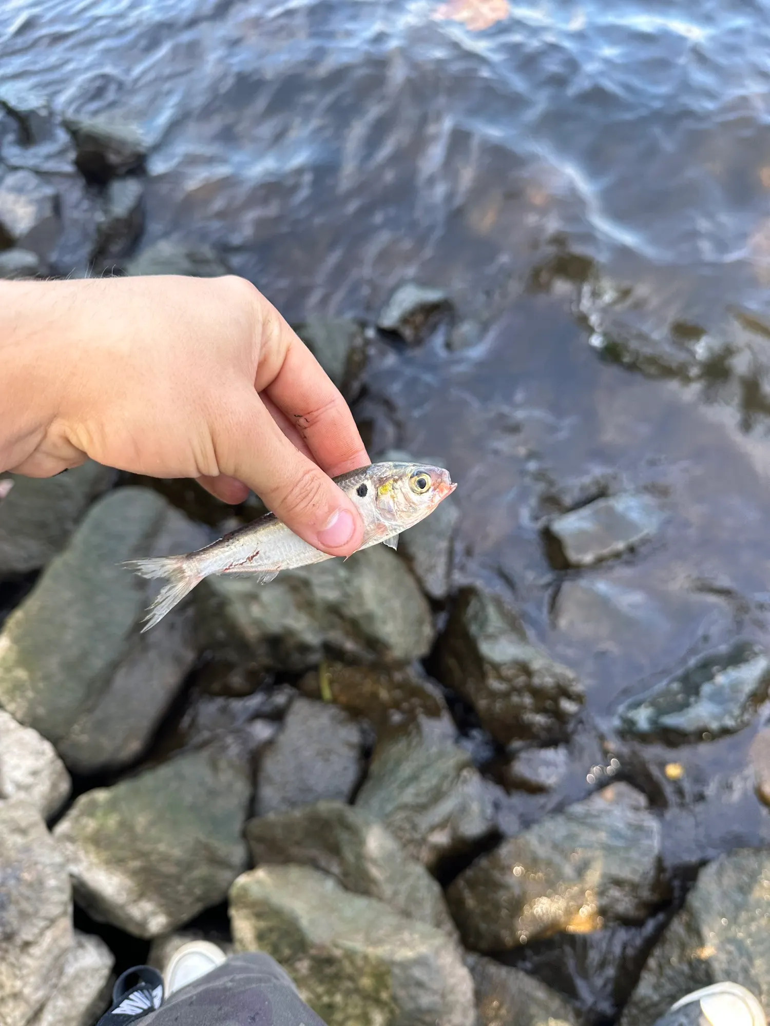 Minnow