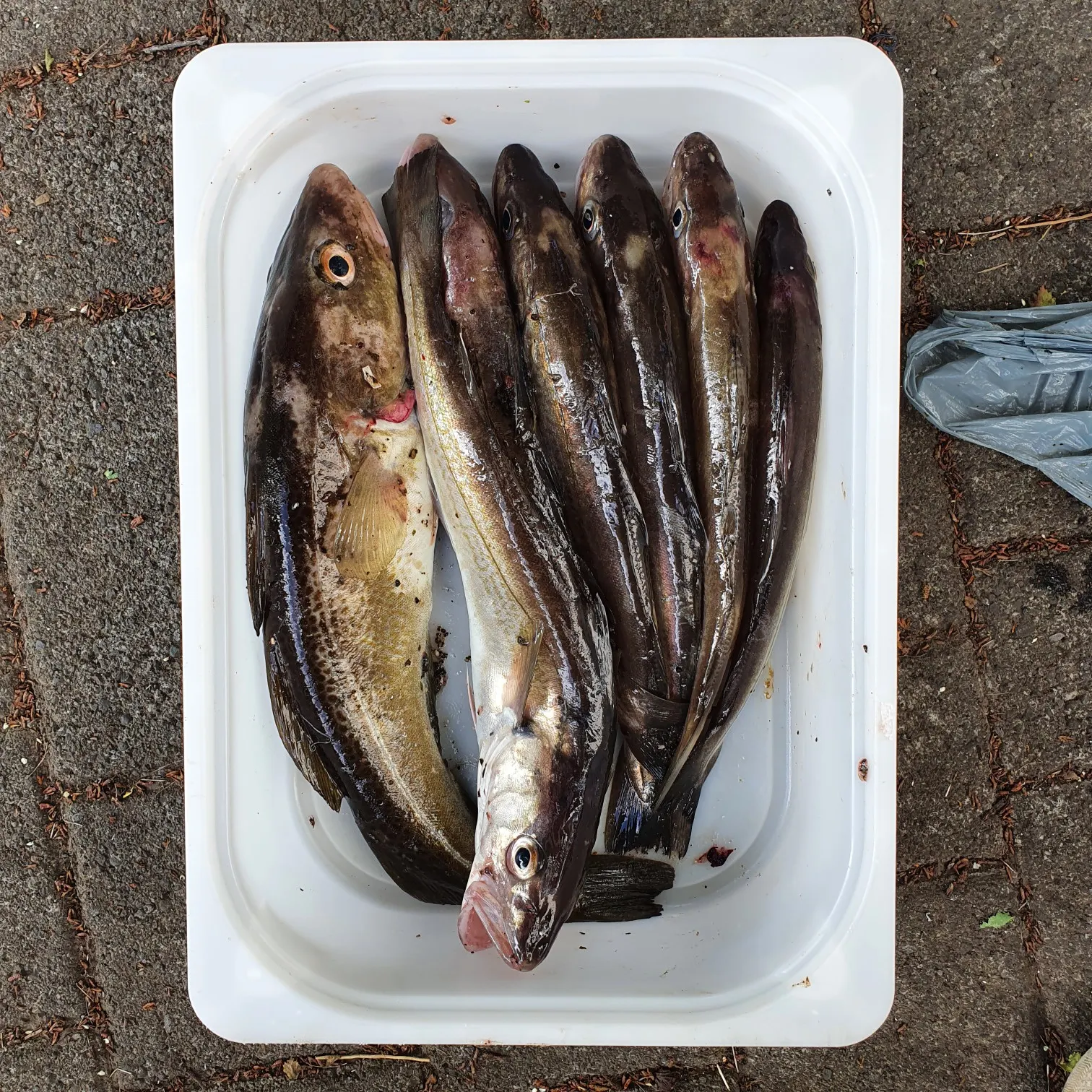 recently logged catches