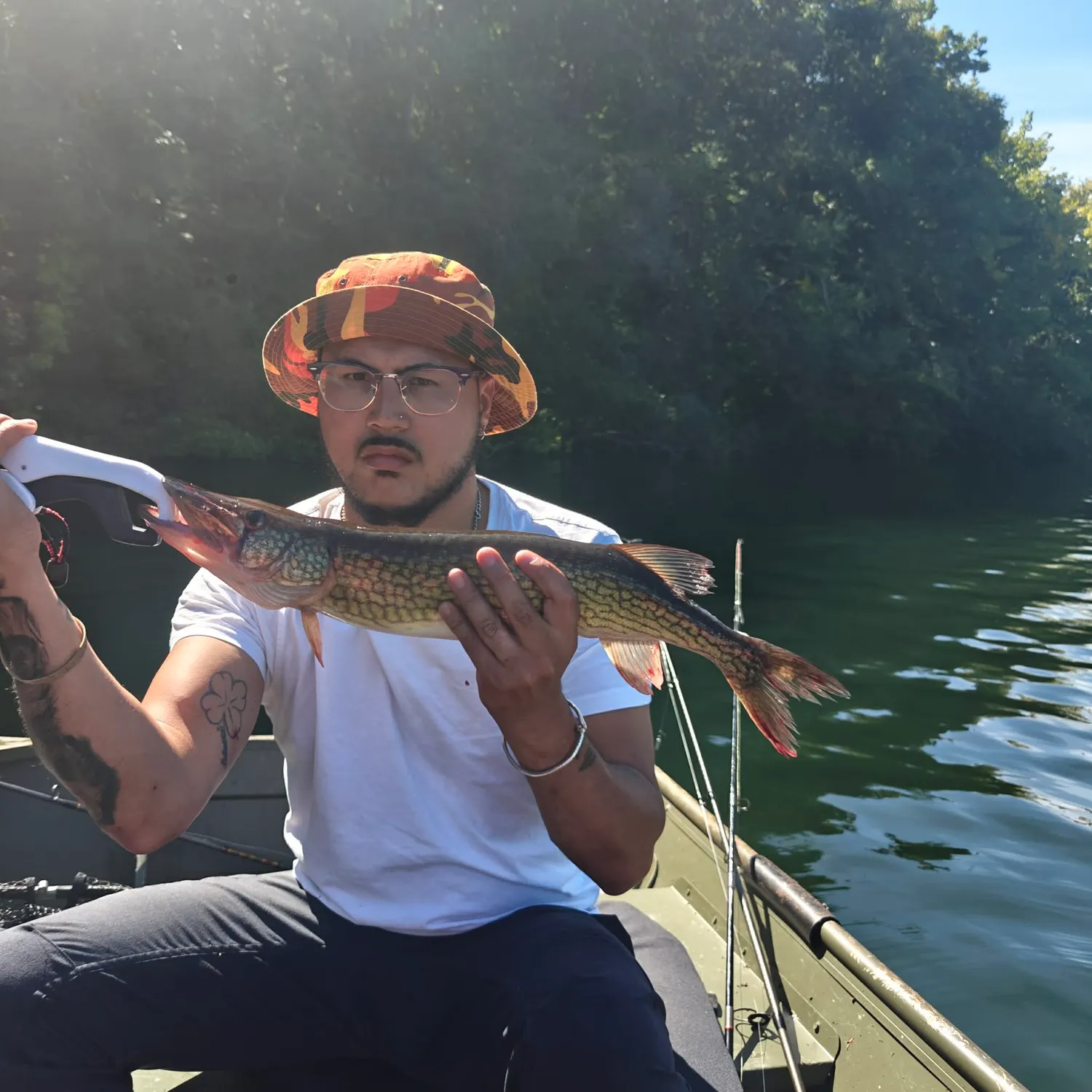 Chain pickerel caught on Fishbrain