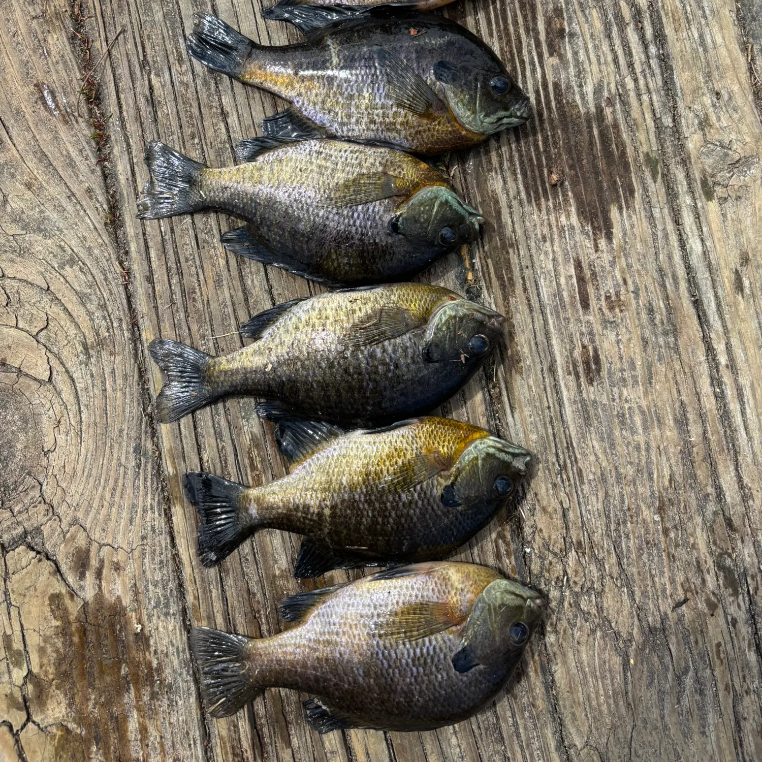 recently logged catches