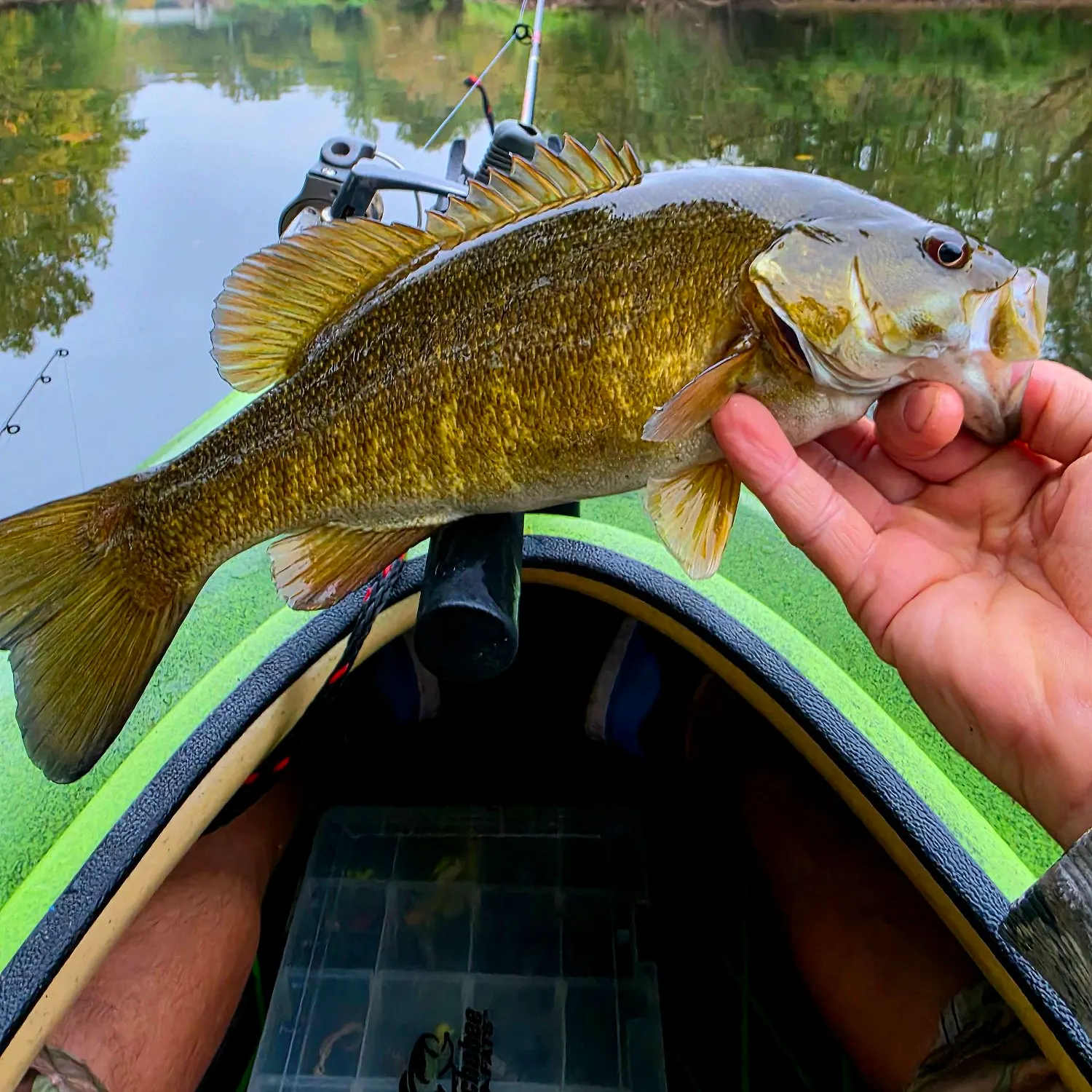 Smallmouth bass caught on Fishbrain