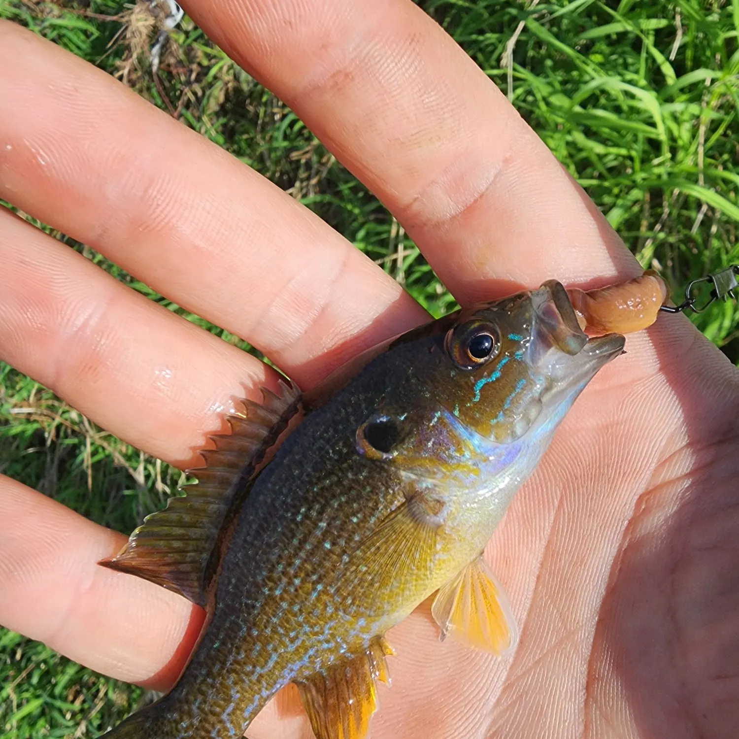 Green sunfish caught on Fishbrain