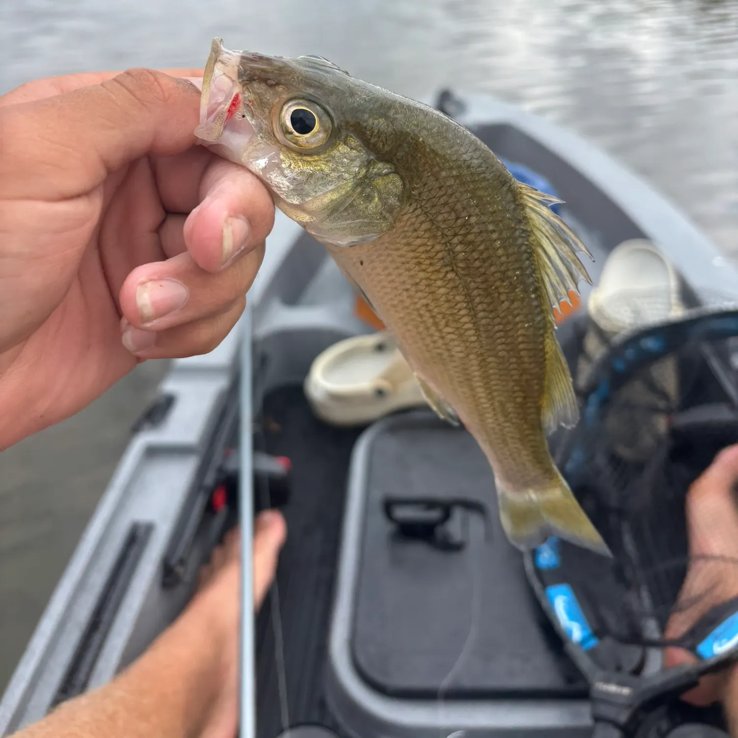 White perch caught on Fishbrain
