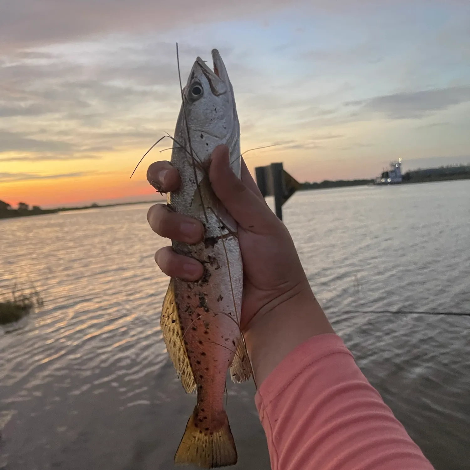 Spotted seatrout caught on Fishbrain