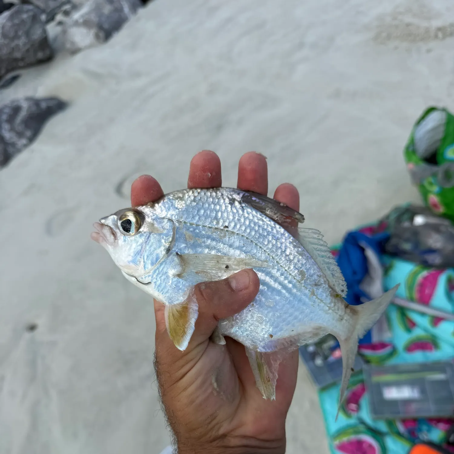 Striped mojarra caught on Fishbrain