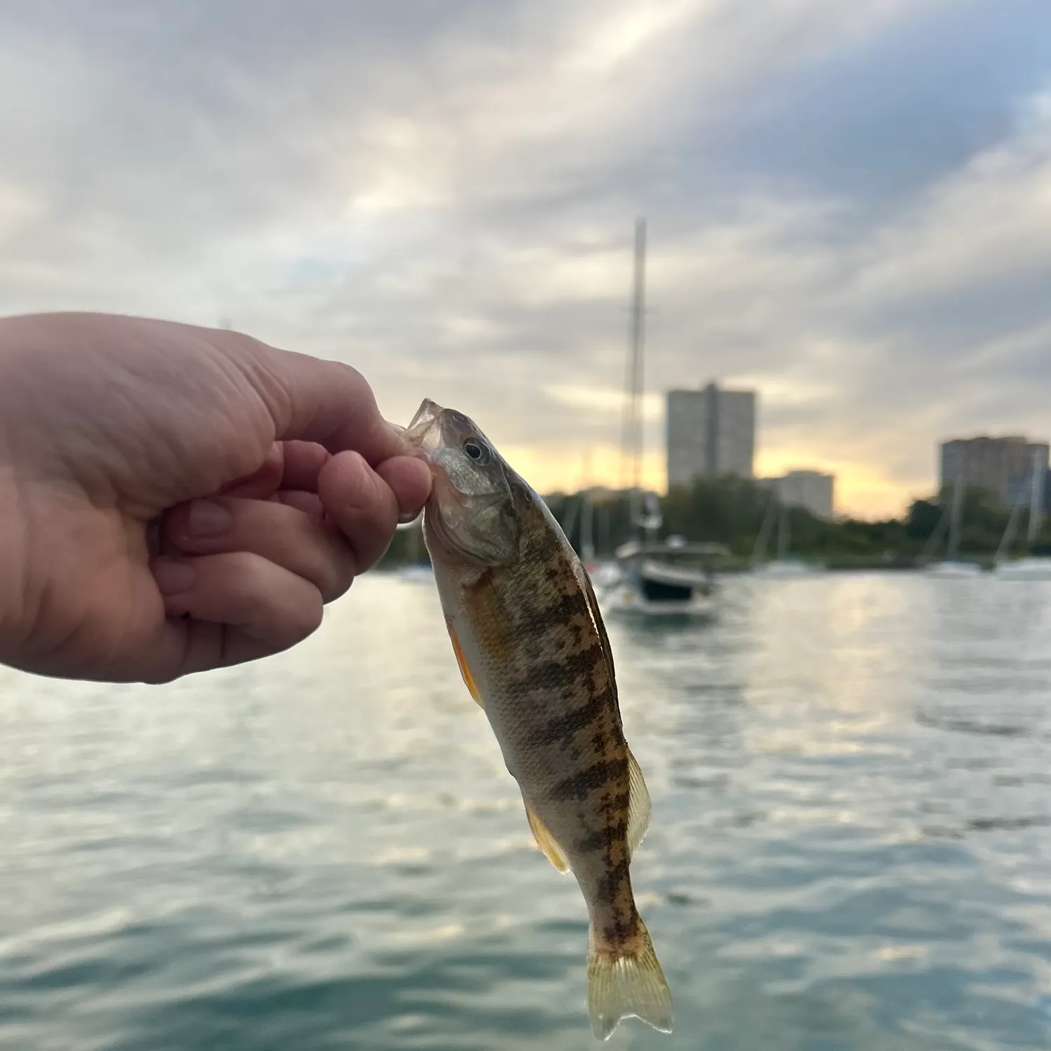 Yellow perch caught on Fishbrain