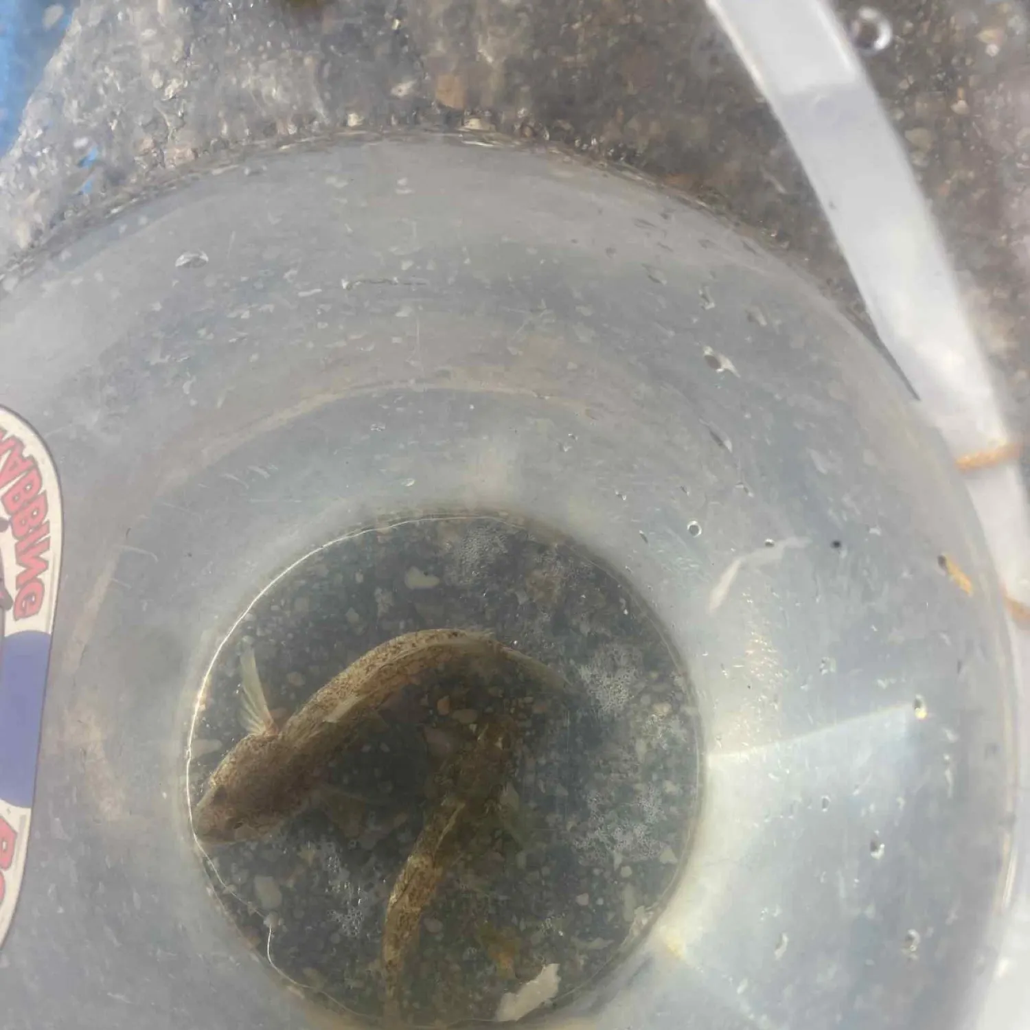 The most recent Rock goby catches on Fishbrain