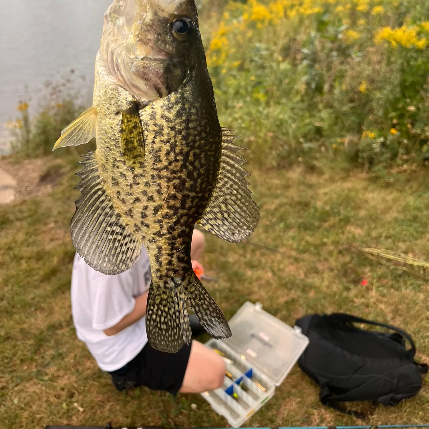 Black crappie caught on Fishbrain