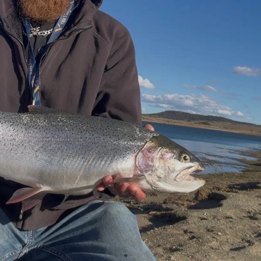 Rainbow trout caught on Fishbrain