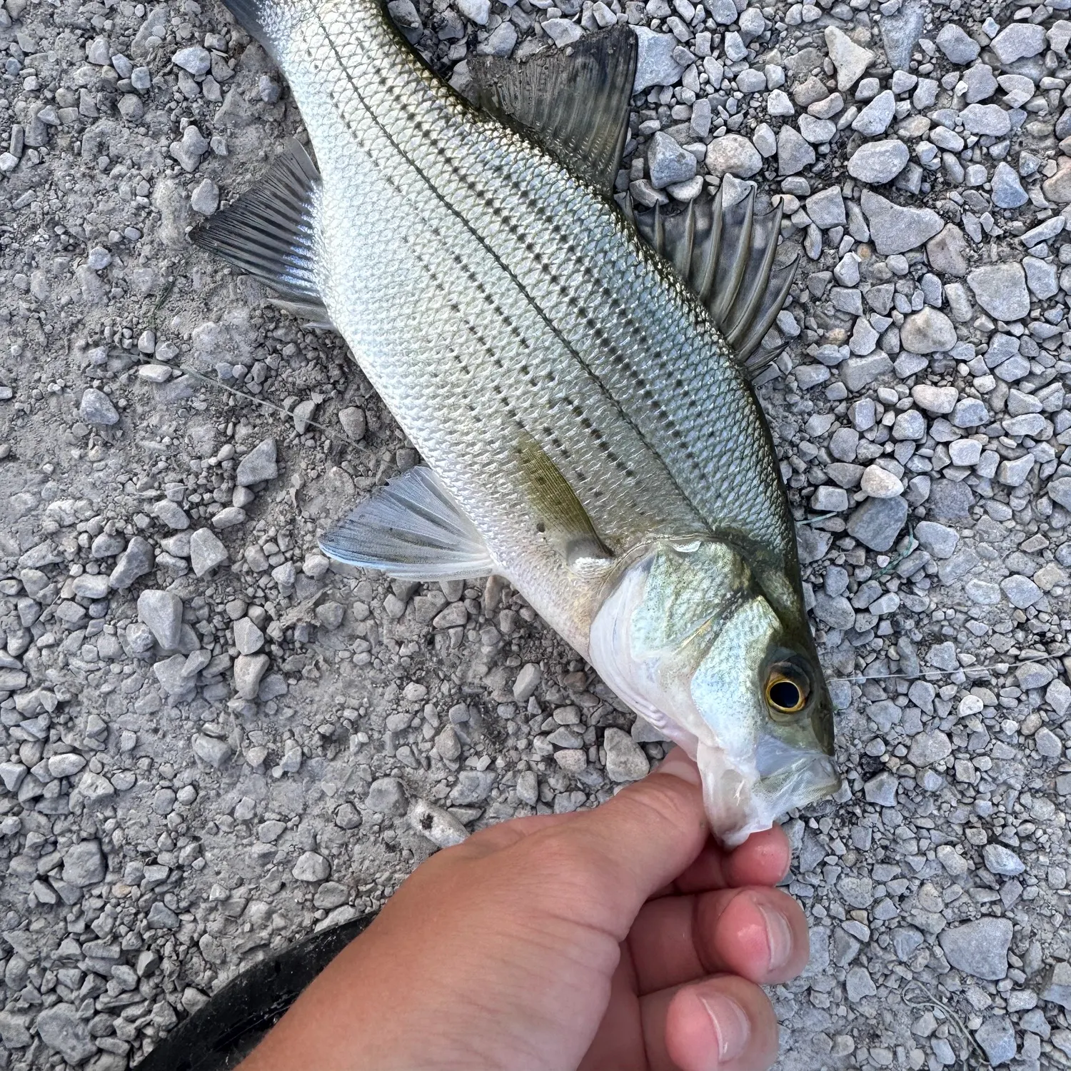 Wiper caught on Fishbrain