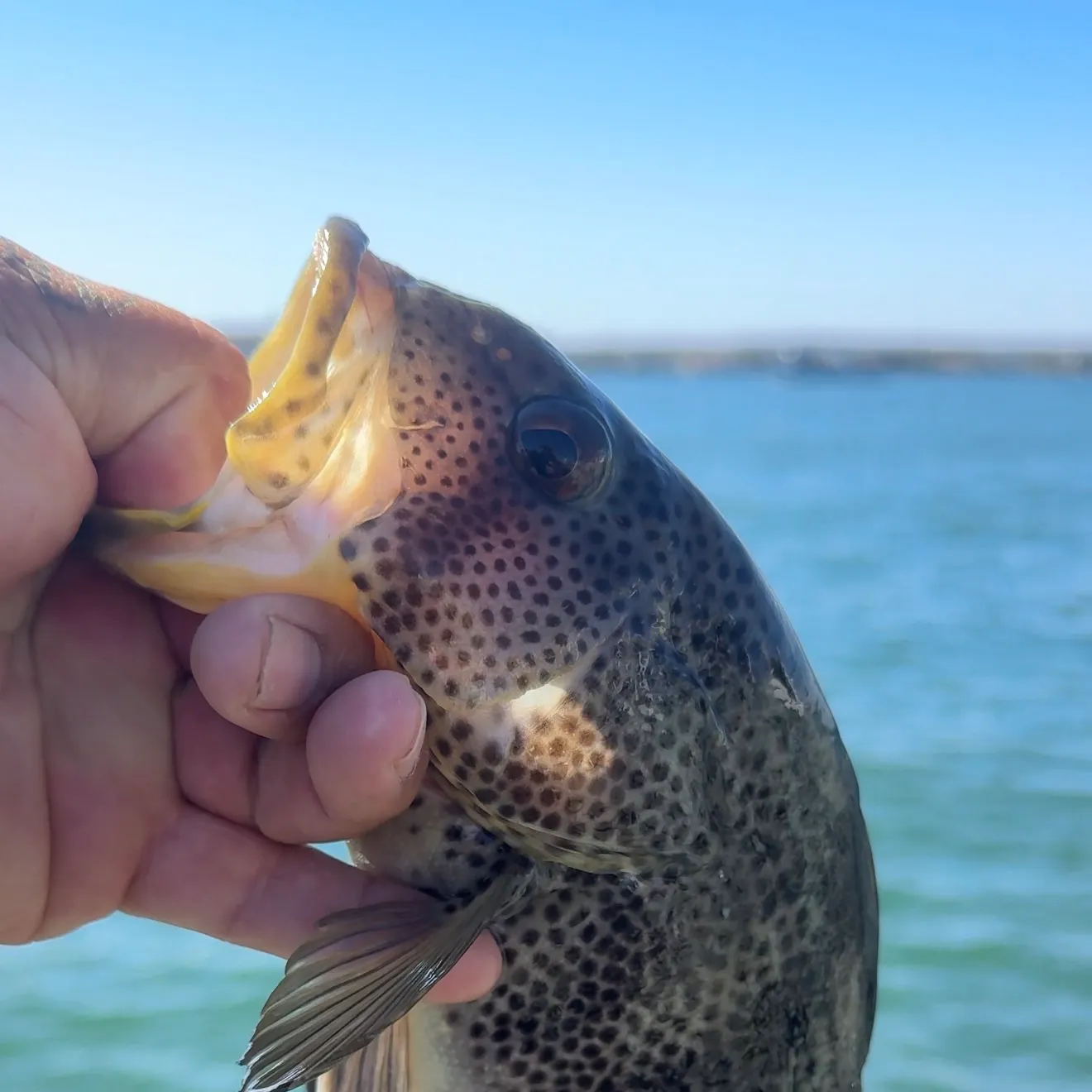 Spotted sand bass caught on Fishbrain