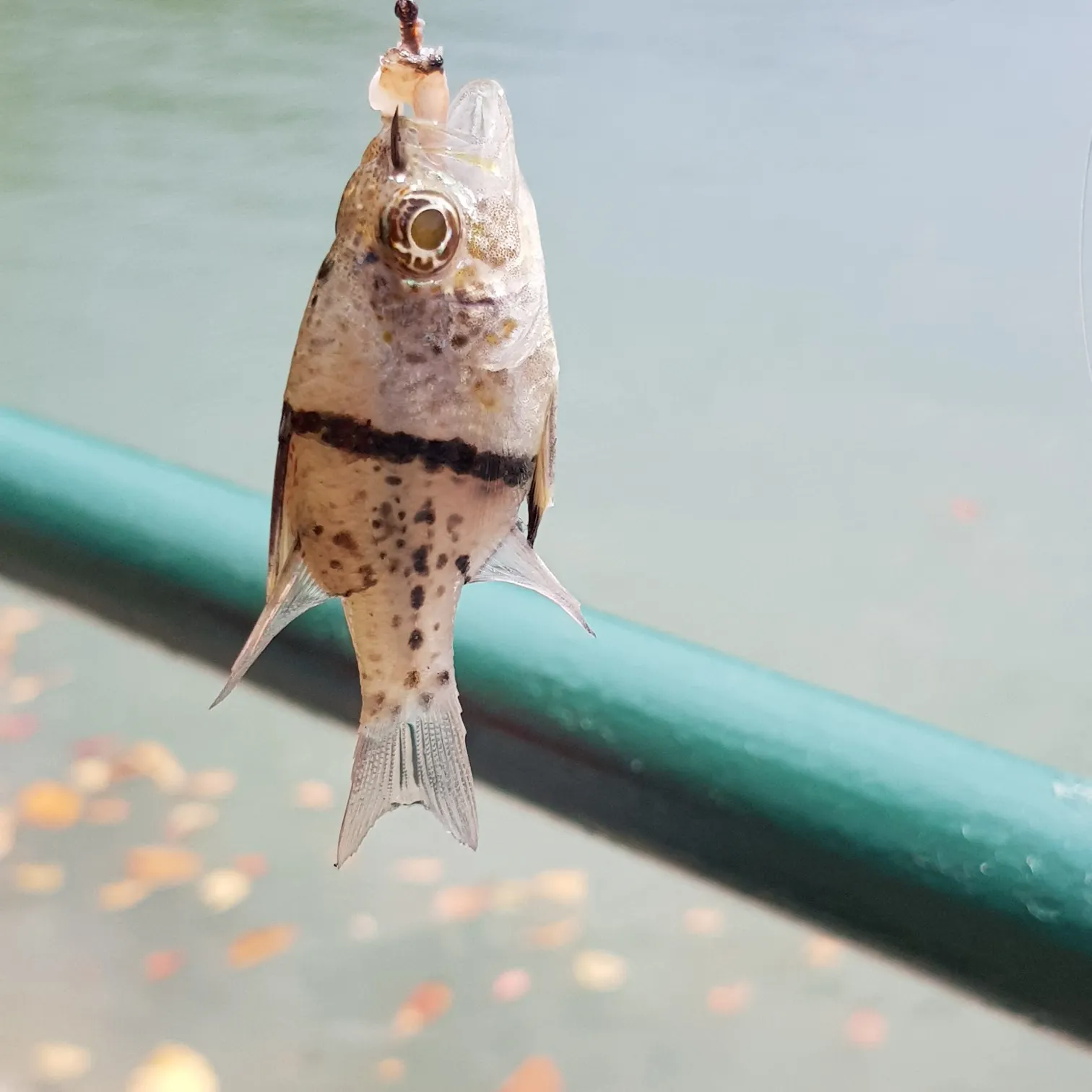 The most recent Orbiculate cardinalfish catches on Fishbrain