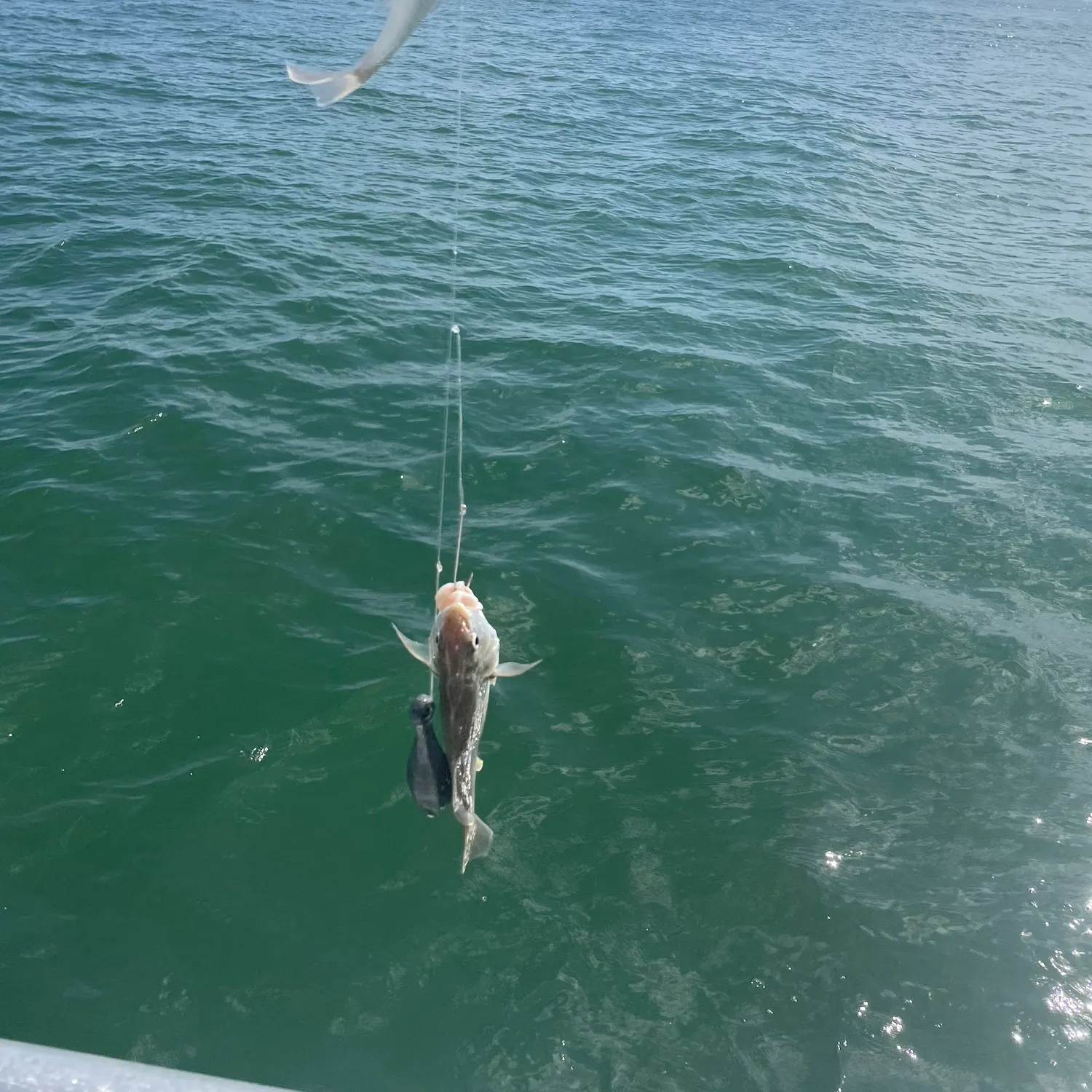 angler catch