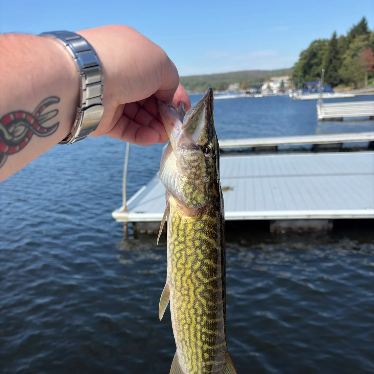 Chain pickerel caught on Fishbrain