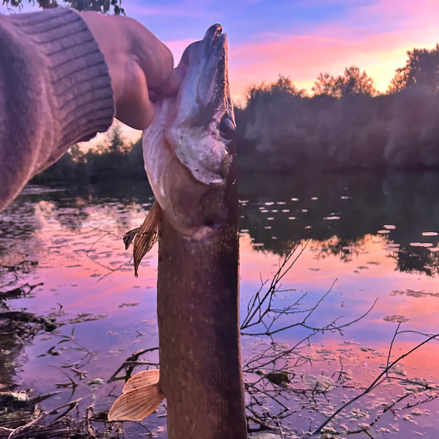 Northern pike caught on Fishbrain