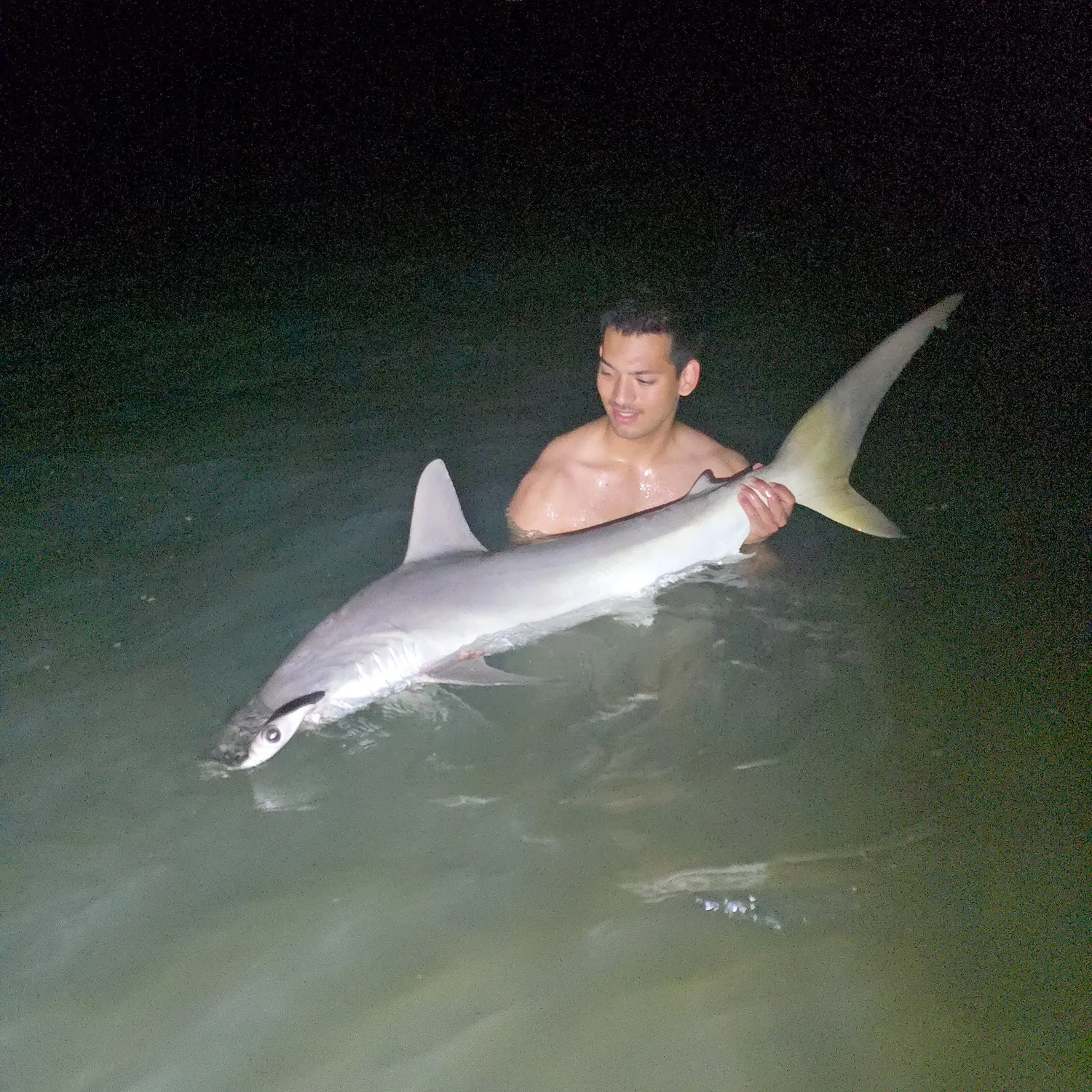 The most recent Scalloped hammerhead shark catches on Fishbrain