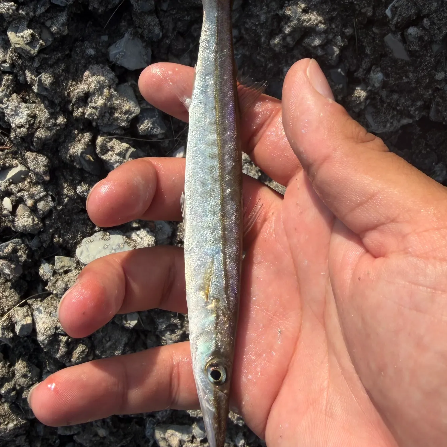 The most recent Northern sennet catches on Fishbrain