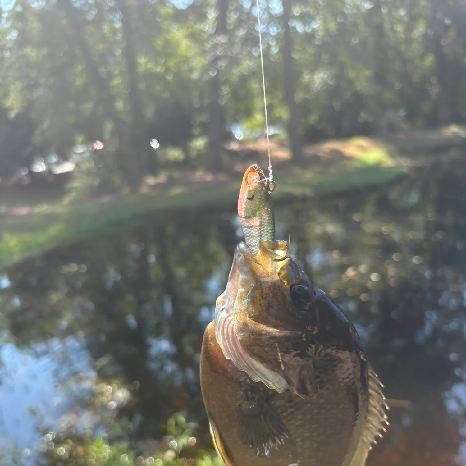 Green sunfish caught on Fishbrain