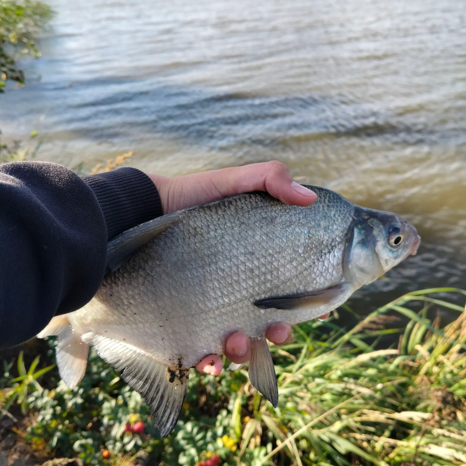 Common bream caught on Fishbrain