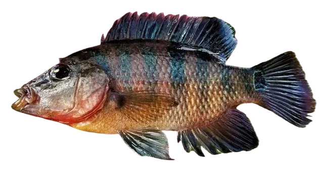 Mayan cichlid