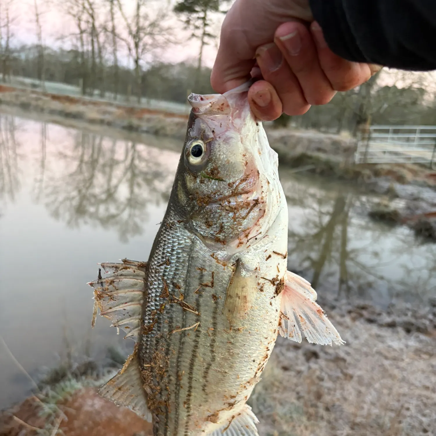 The most recent Hybrid striped bass catches on Fishbrain