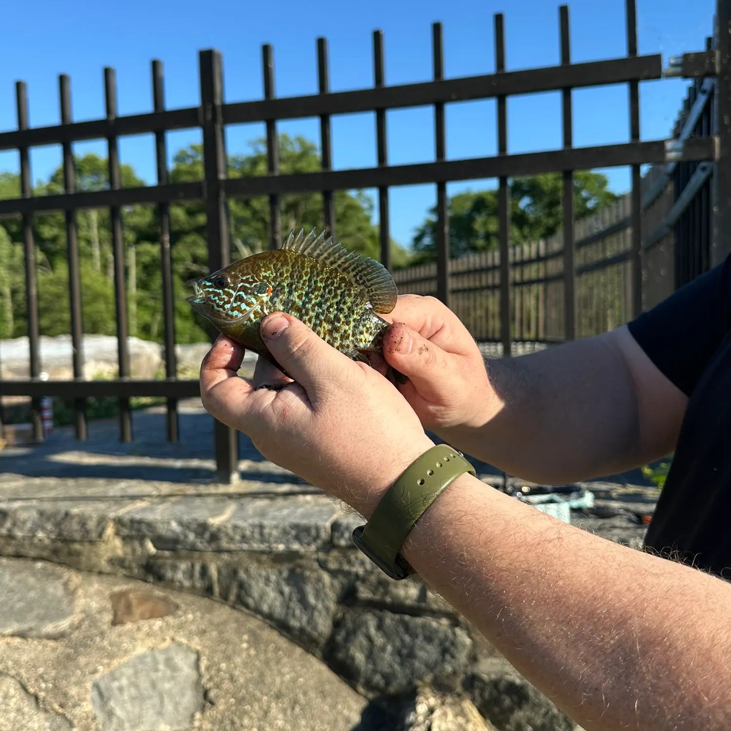 catch