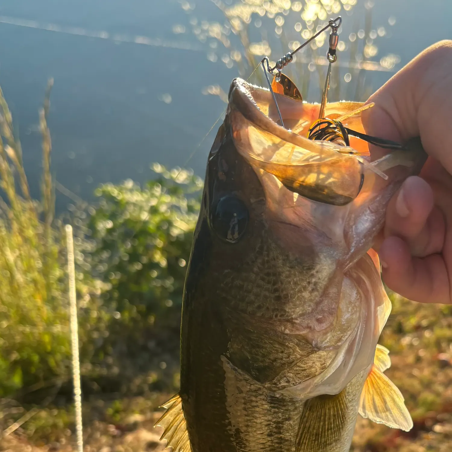 Largemouth bass caught on Fishbrain