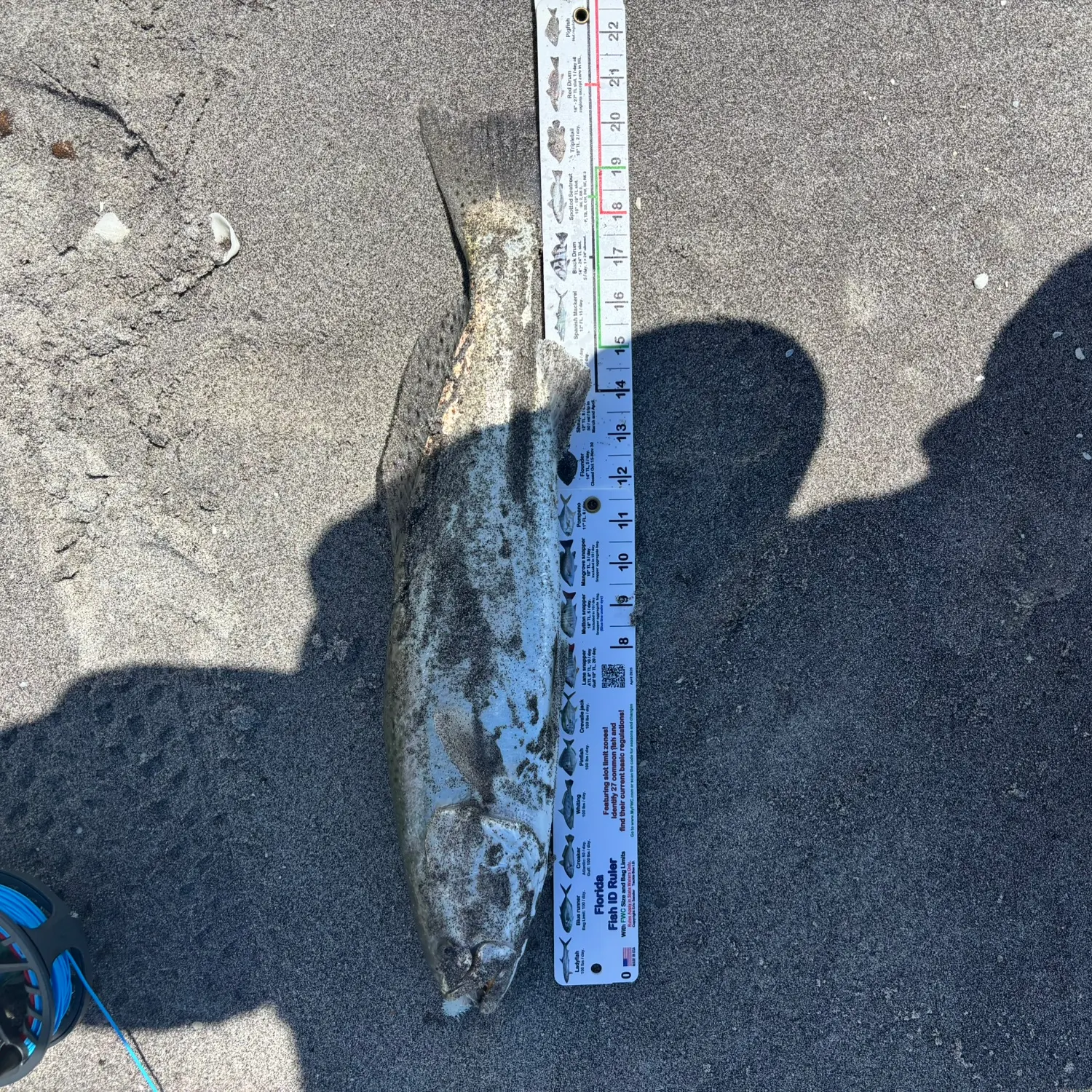 Spotted seatrout caught on Fishbrain