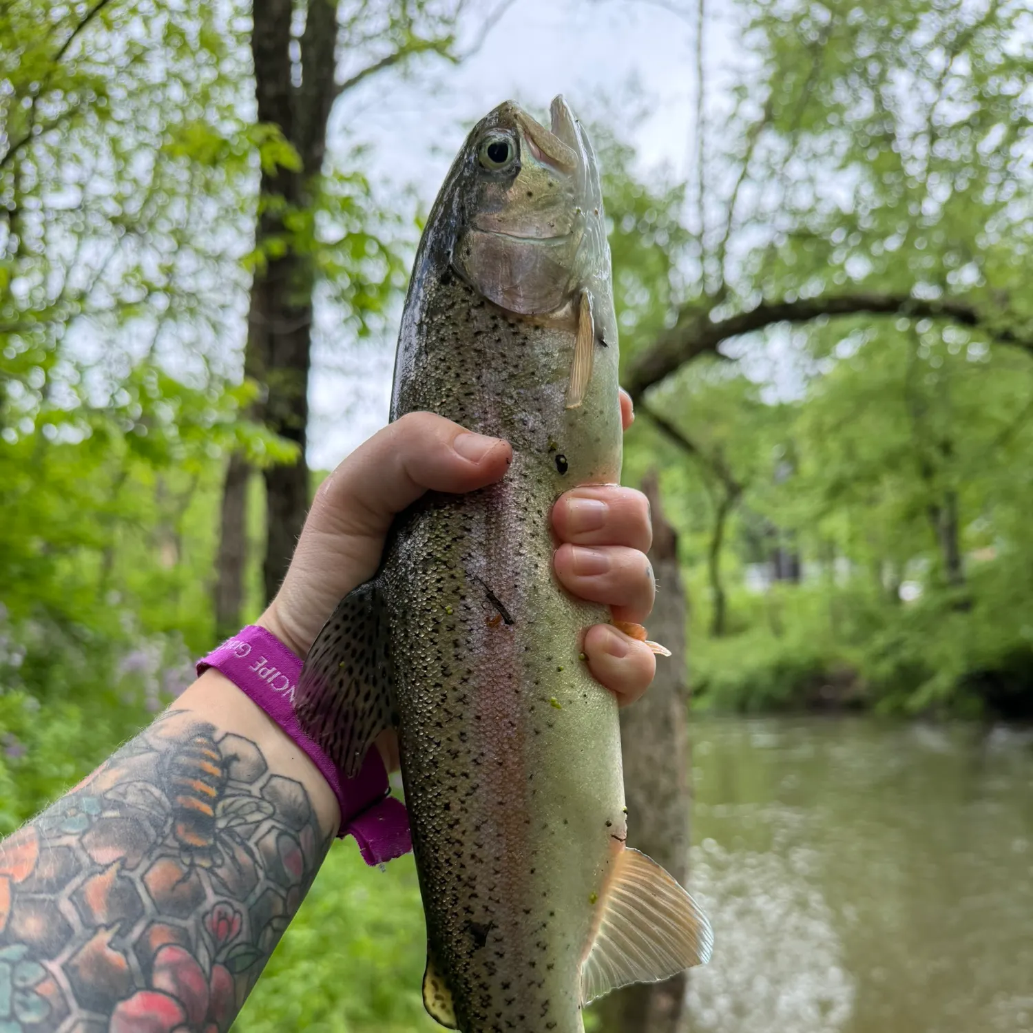 recently logged catches
