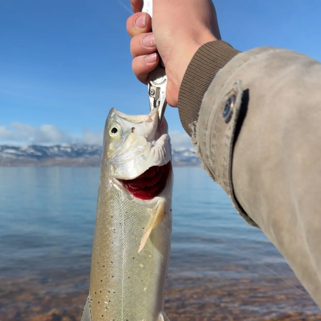 catch