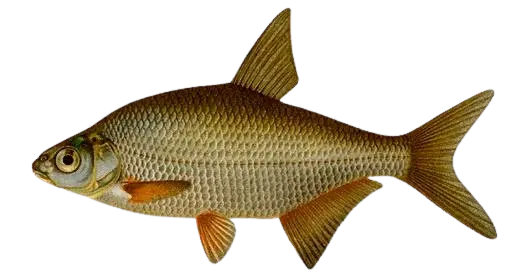 White bream