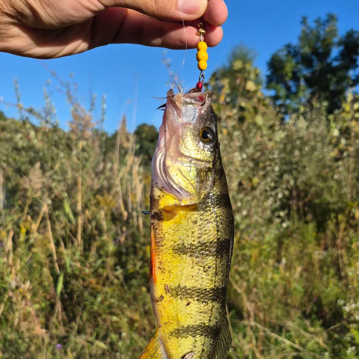 Yellow perch caught on Fishbrain