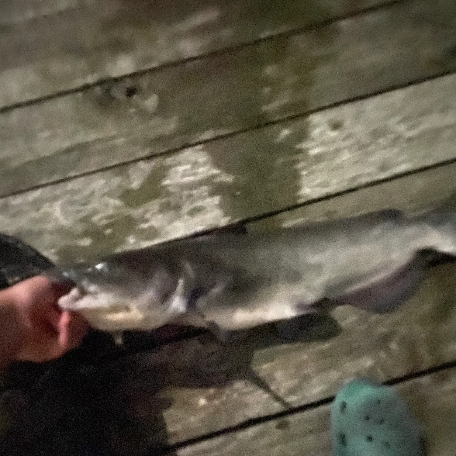 Channel catfish caught on Fishbrain