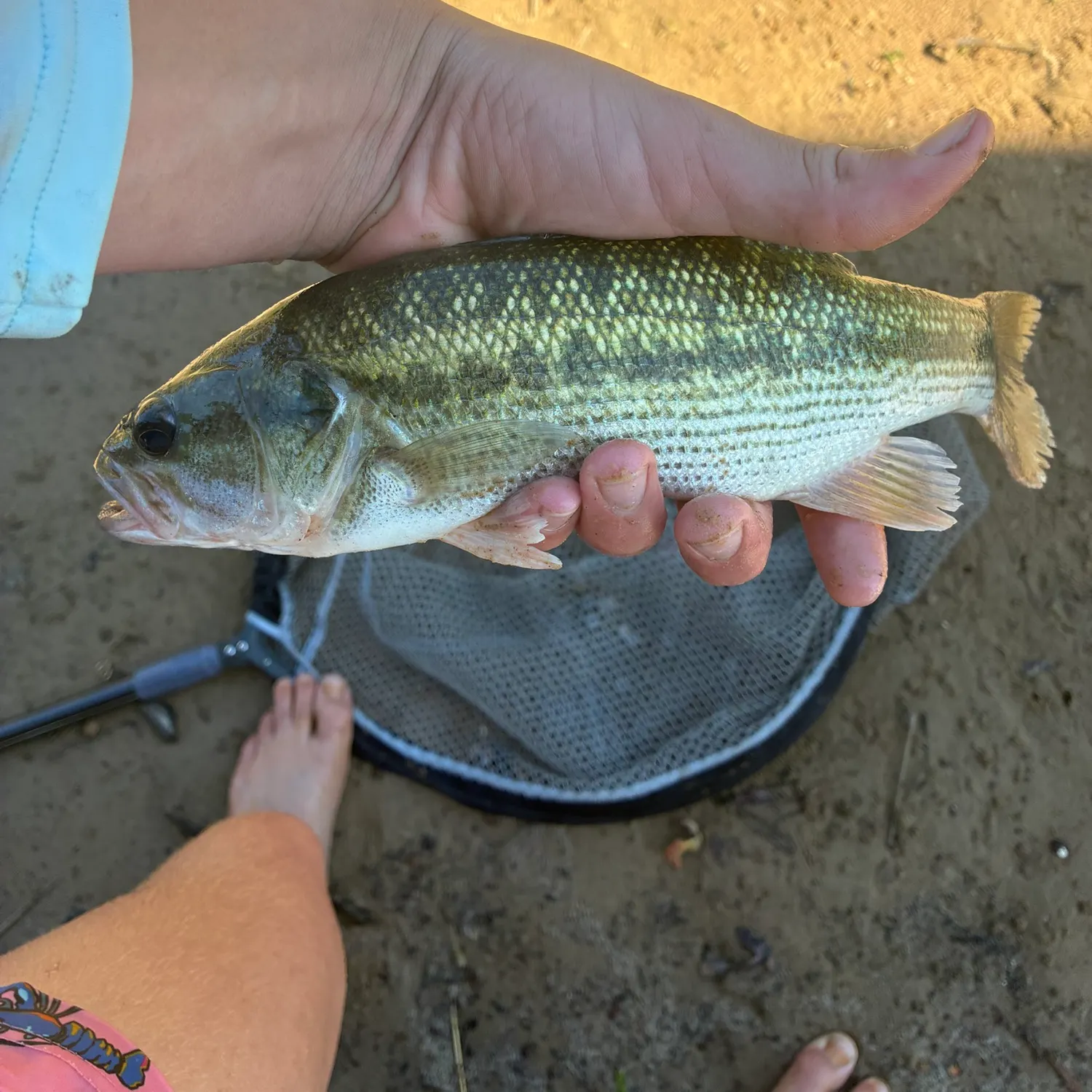 Spotted bass caught on Fishbrain