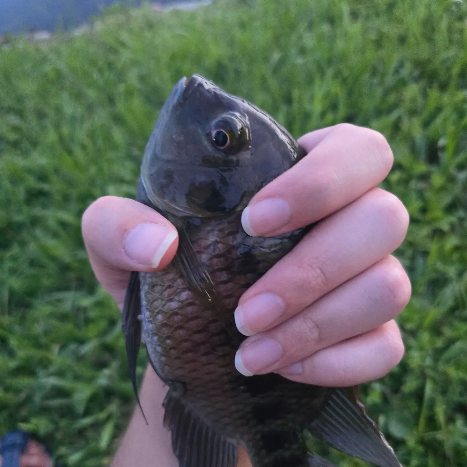 Spotted tilapia caught on Fishbrain