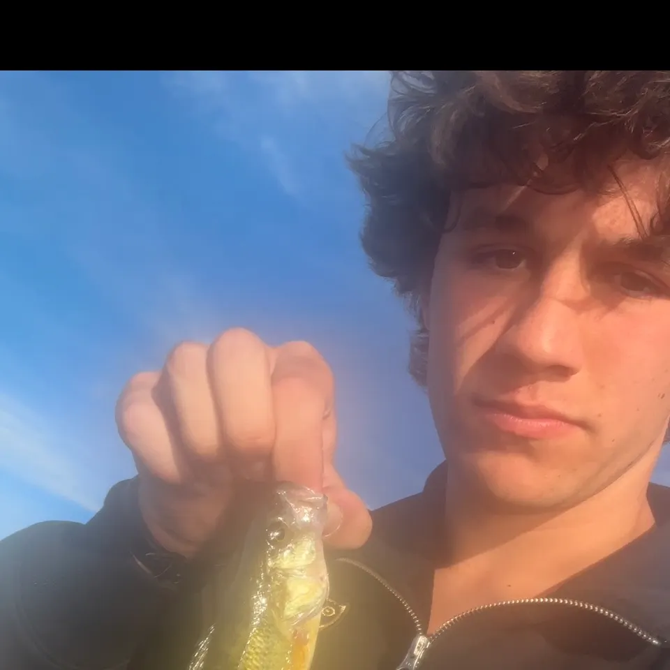 Yellow perch caught on Fishbrain