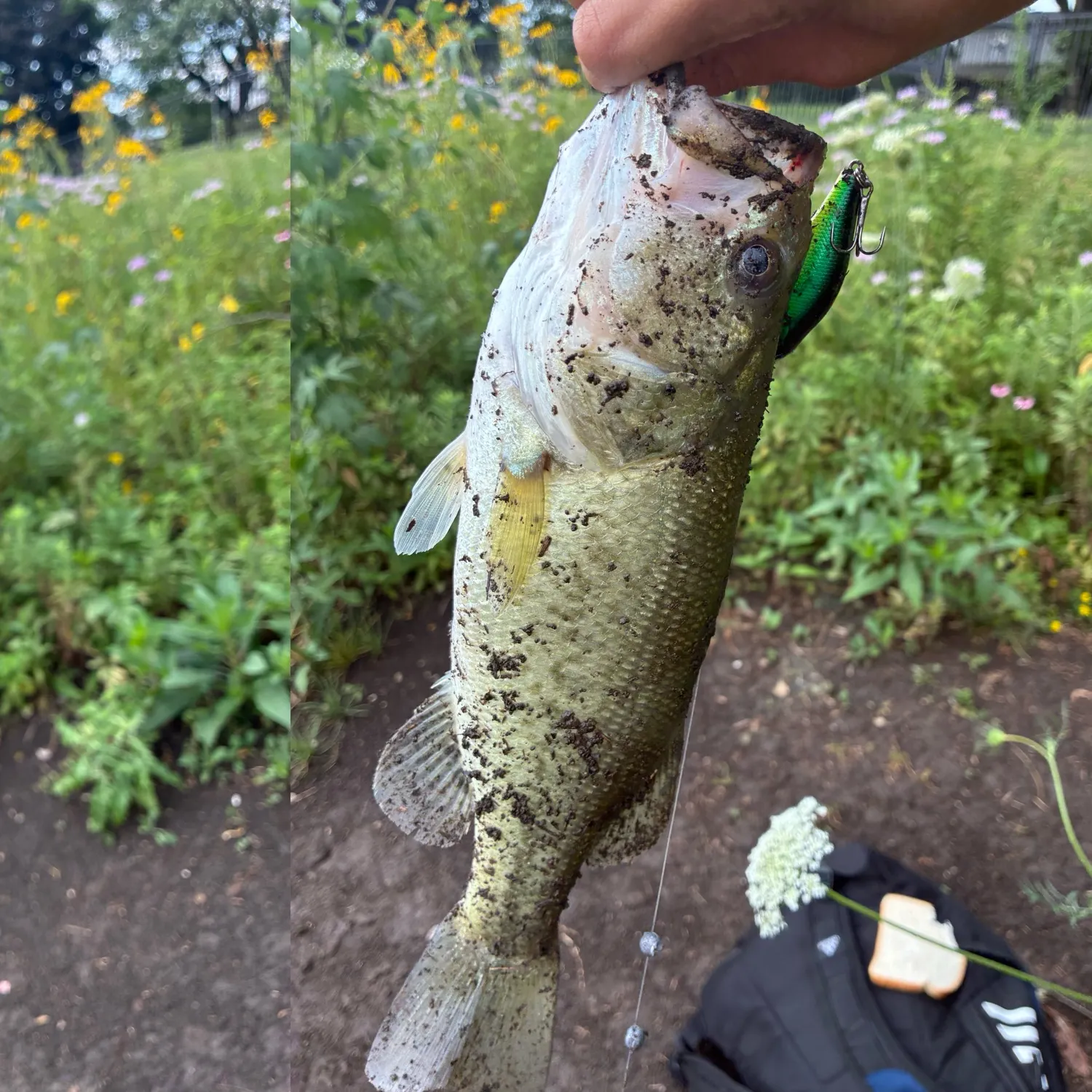 Largemouth bass caught on Fishbrain