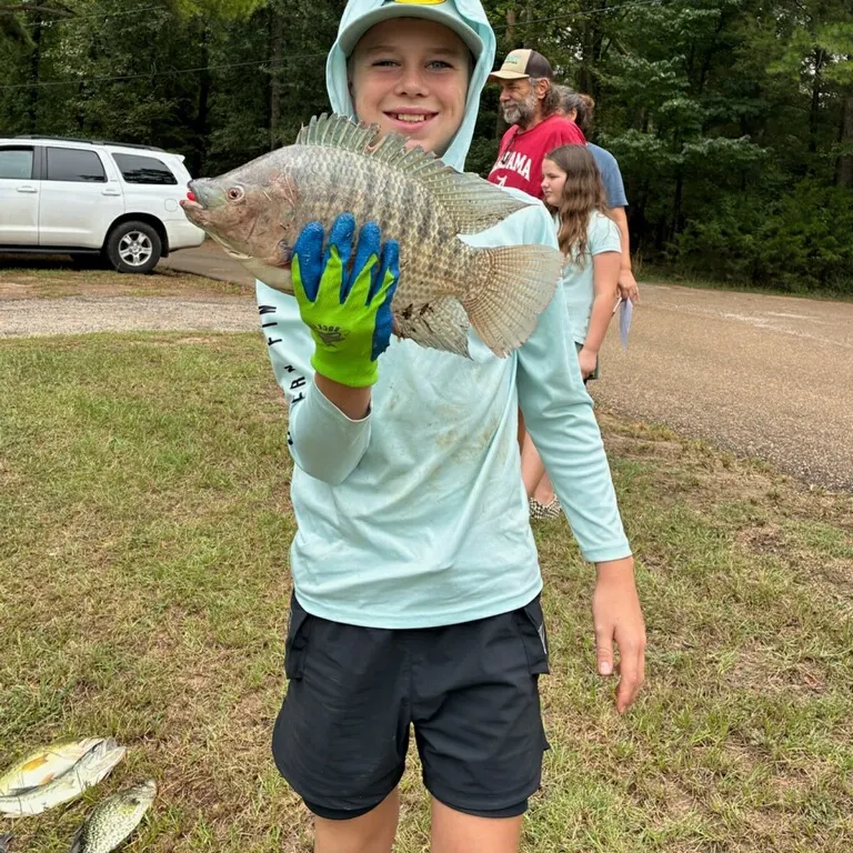 The most recent Nile tilapia catches on Fishbrain