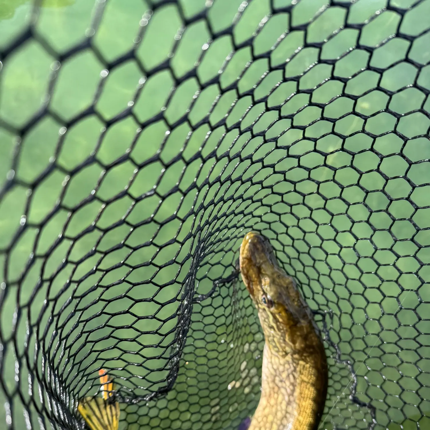 Northern pike caught on Fishbrain