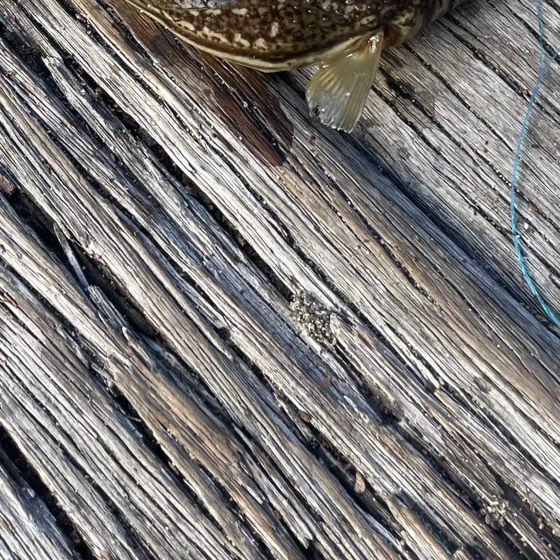 The most recent Bartail flathead catches on Fishbrain