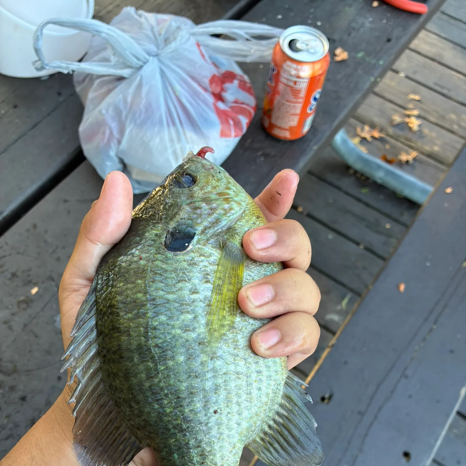 Bluegill caught on Fishbrain