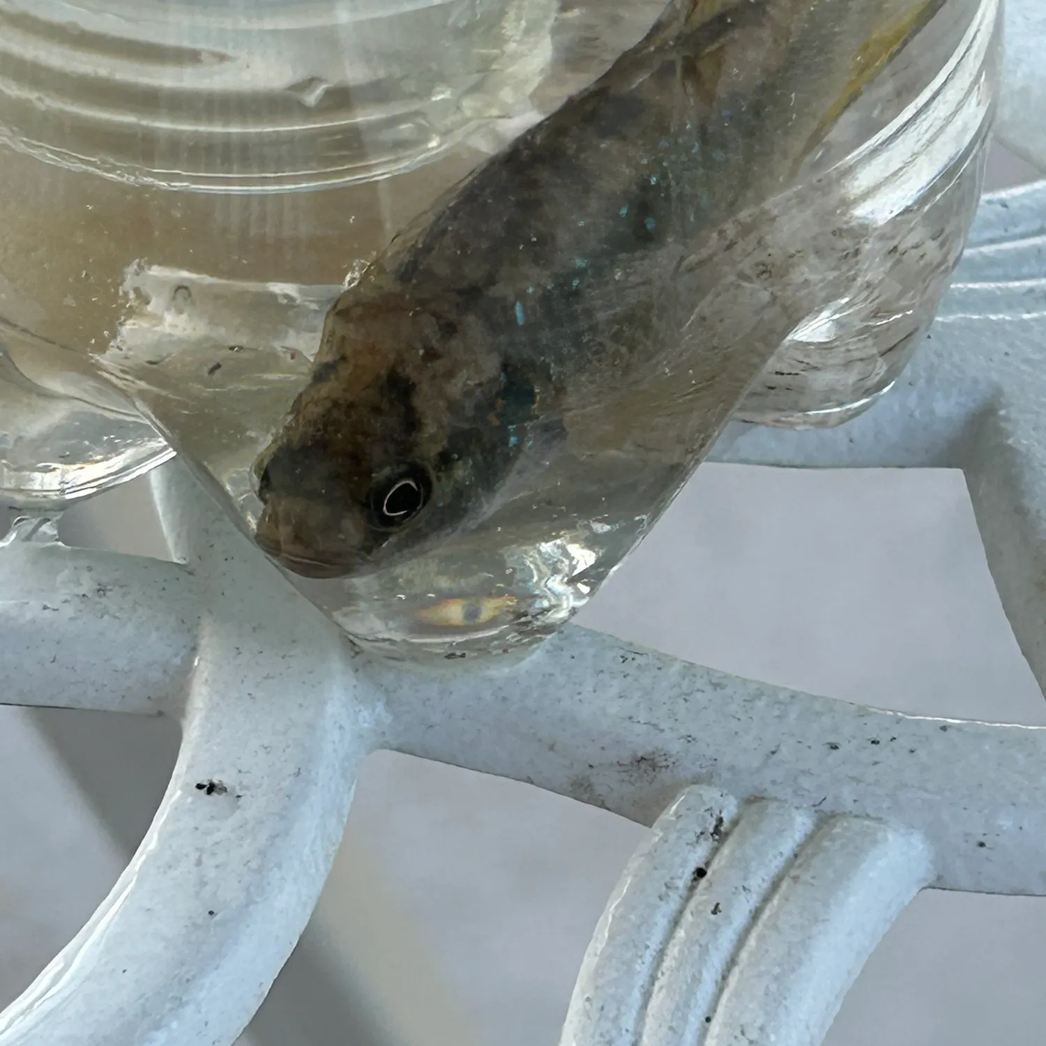 The most recent Zebra fish catches on Fishbrain