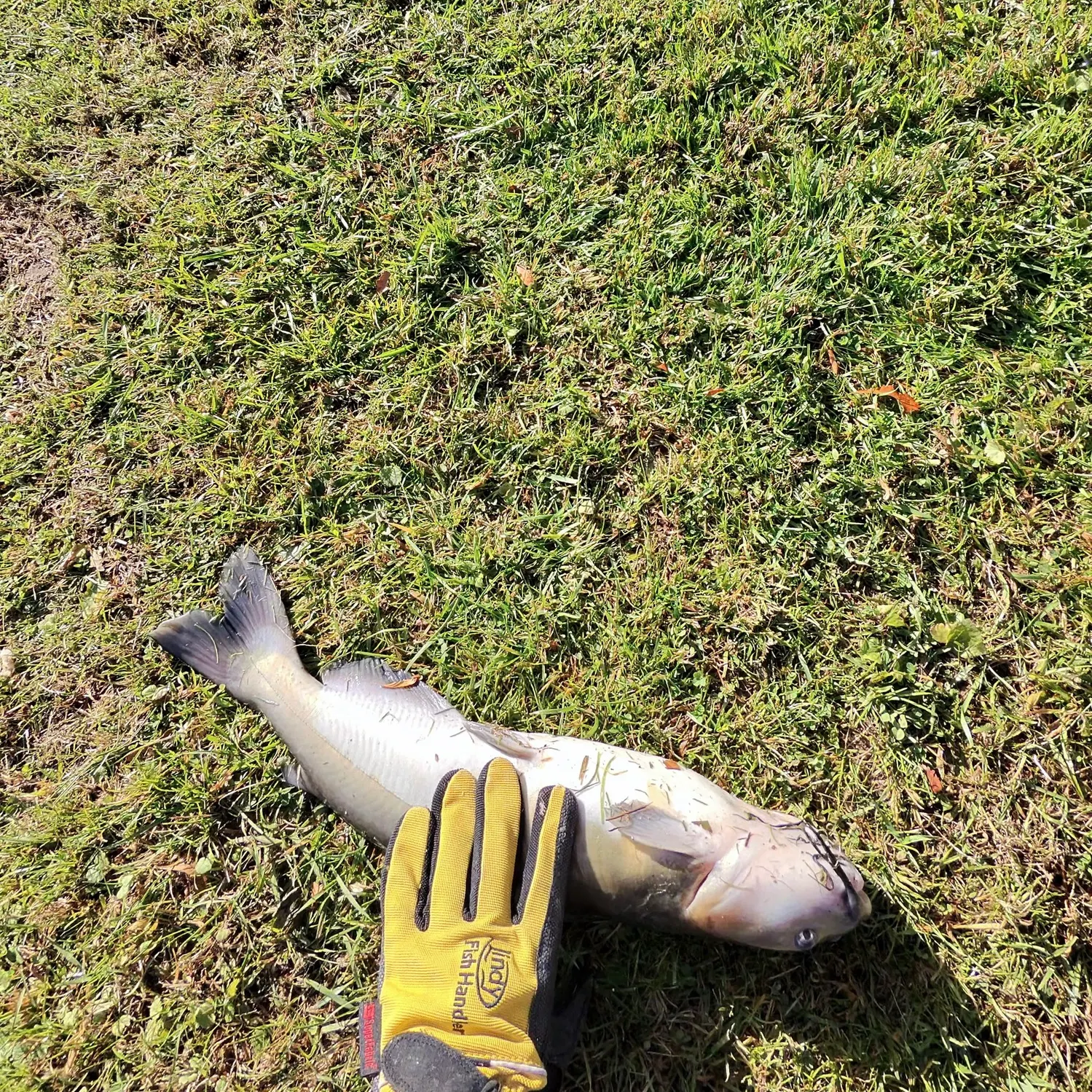 Channel catfish caught on Fishbrain