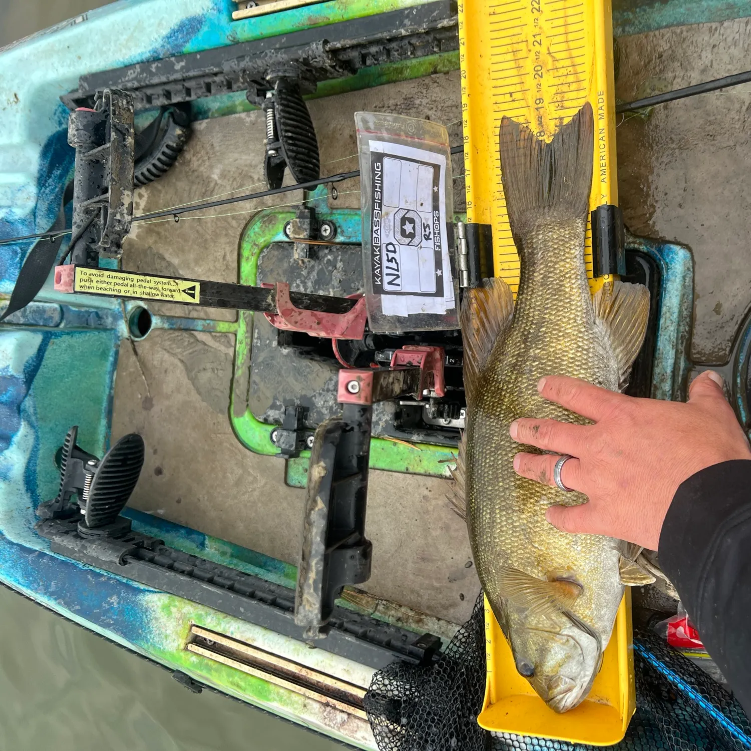 Smallmouth bass caught on Fishbrain