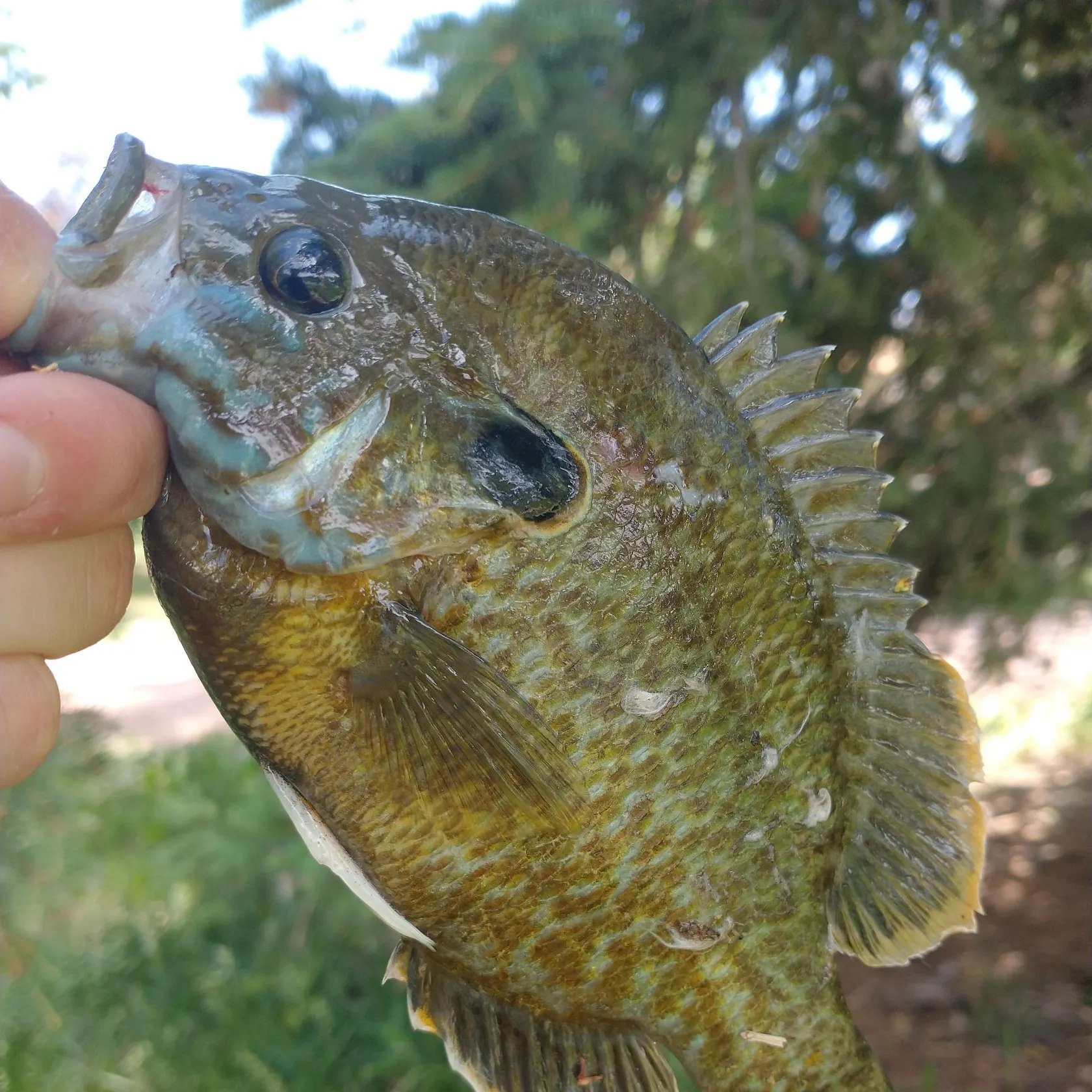 The most recent Green sunfish catches on Fishbrain